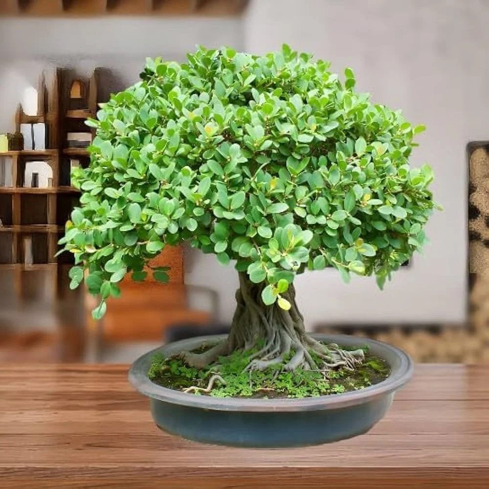 Ficus bonsai on a wooden table