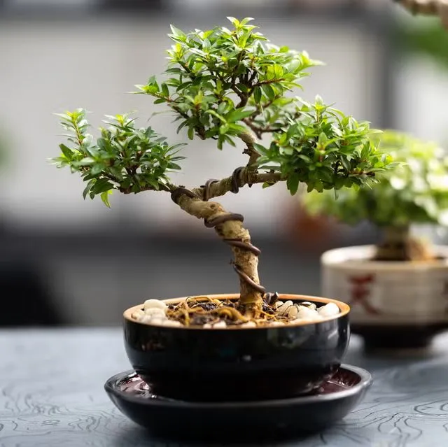 A wired shohin bonsai in a dark glazed pot